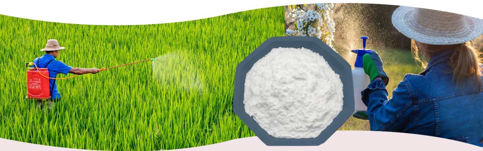 石竹素天然化合物，实验用