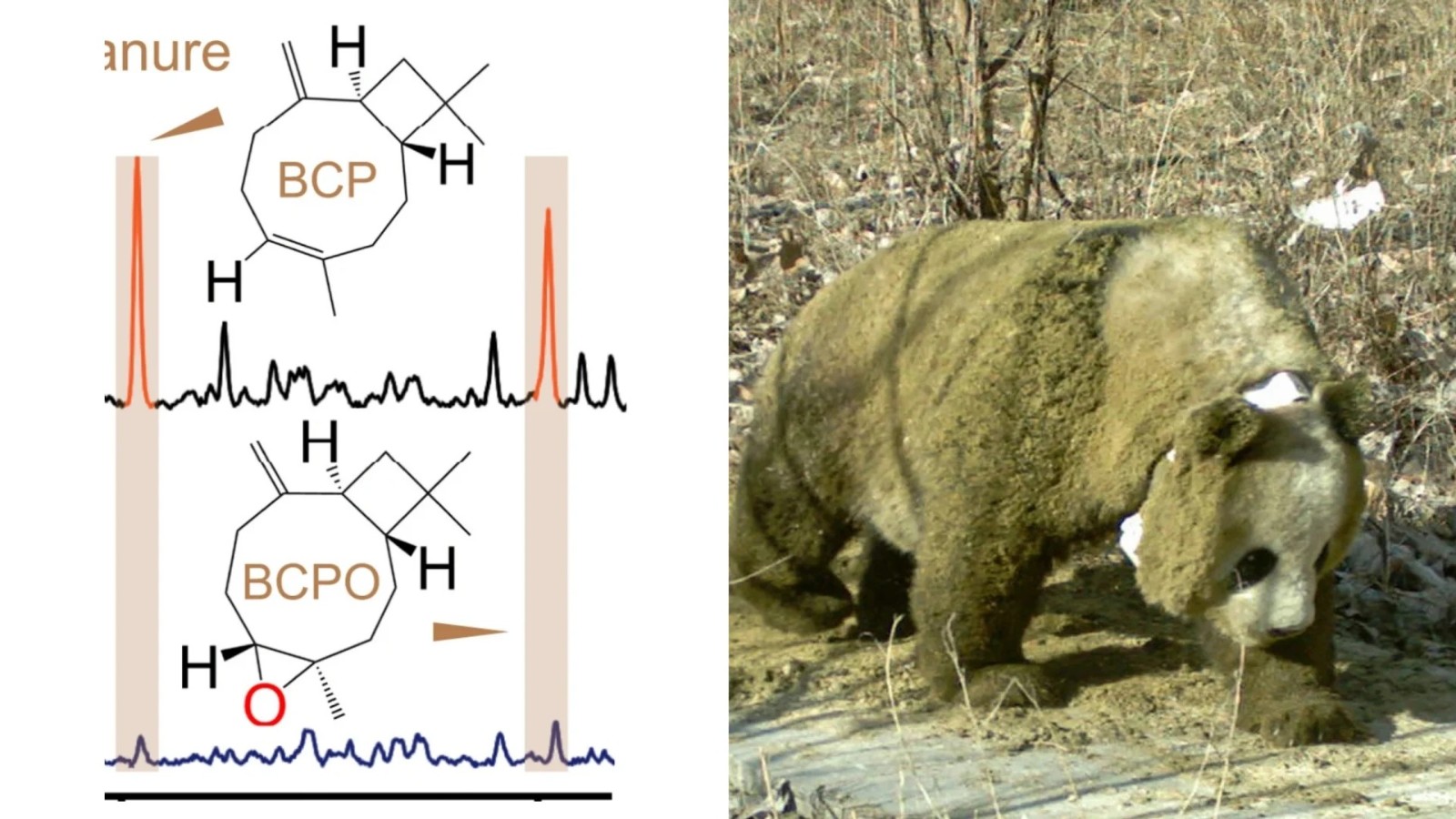 氧化石竹烯CAS 号：1139-30-6 野生动物行为调节